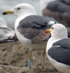 3cy graellsii LBBG in June, ringed in the Netherlands. (135385 bytes)
